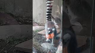 lemur sounds Oregon Zoo [upl. by Hwang]