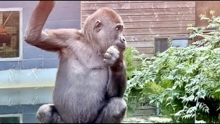 Follow Dancing KIANGO  The 3 years old Gorilla  PART 11 [upl. by Ameerahs]