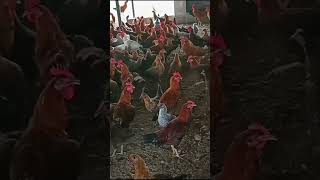 sonalimurgi desimurgifarming poultryfarming ytshorts [upl. by Zitah]