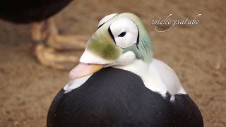 Living Coast Torquay Unusual Eider Duck [upl. by Neffets]