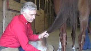 Shoeing helps horses cribbing problem [upl. by Athallia]