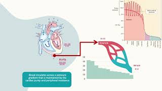 Fluid homeostasis and the Starling hypotheses [upl. by Nawiat447]