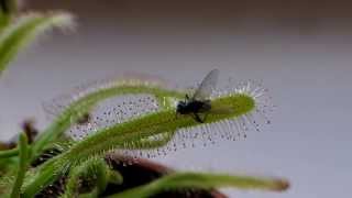 Drosera Capensis time lapse of eating a fly in HD [upl. by Waylan]