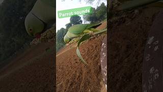 Parrot sound vira trendingshortsvideossuscribe my YouTube channel VIP facts yogesh Kumar sain [upl. by Amirak]