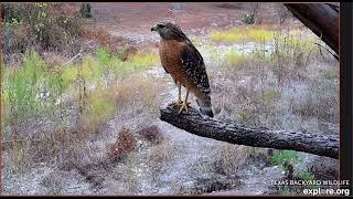 Red Shouldered Hawk Has a Snack 1132024 exploreorg [upl. by Ailimat]