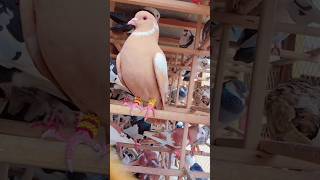 Roller Pigeons Video youtube viral shorts kabutar pigeons love birds [upl. by Vernor]