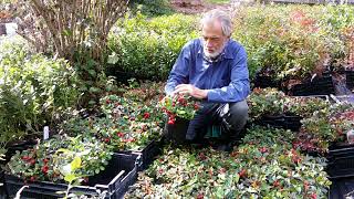 Wintergreen A beautiful and versatile edible groundcover [upl. by Anitserp564]