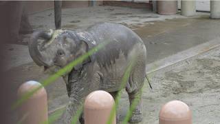 Asian elephant quotsmall elephant quot quotUlalaquot 202409223／Higashiyama Zoo and Botanical Garden／4K [upl. by Ivets]