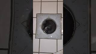 loud shower drain whirlpool [upl. by Aiam44]