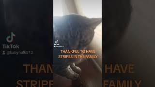 HAPPY THANKSGIVING FROM STRIPES thanksgiving turkey cat catsoftiktok tiktok family roadto1k [upl. by Acinorav]