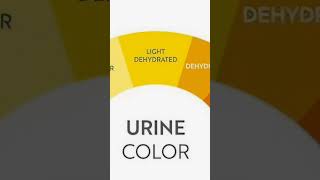 What Your Urine Color Says About Your Health in Seconds UrineColor HealthSigns Shorts viral [upl. by Goodman]