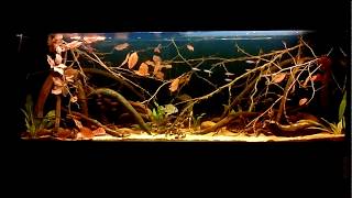 400L South American Biotope •Natural Aquarium• 3 [upl. by Magocsi]