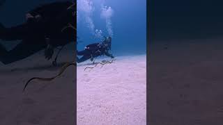 Such a special moment to see a free swimming Ribbon eel sealife oceanlife sand sea sun eel [upl. by Kurman]