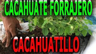 Como reproducir la planta Mani forrajero cacahuatillo Arachis pintoi [upl. by Patnode]