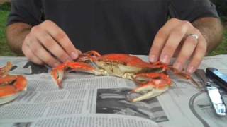 How To Properly Pick A Crab  Whats Up Annapolis Magazine [upl. by Llerreg548]