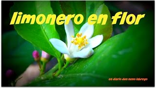 Limonero en flor 🌼  LIMONERO 4 ESTACIONES en maceta 🍋 [upl. by Tumer]