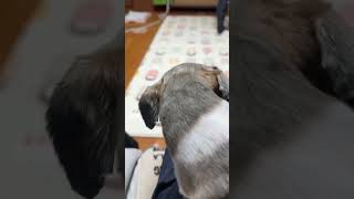 시츄 짱아의 환영  Welcome from Shih Tzu Jjanga 시츄 시츄사랑 강아지 shihtzu shihtzulover 시츄일상 [upl. by Bremer332]