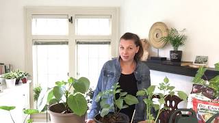 🌺  How to care for Dahlias  Pinching  Propagation  Fertilizers  🌺 [upl. by Jamilla396]