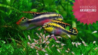 45 Litrelik Kribensis Akvaryumu Pelvicachromis pulcher [upl. by Giarg]