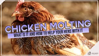 Dealing with Chickens Molting [upl. by Wilton]