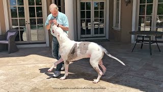 Joyful Great Dane Jumps Out of the Pool To Greet his Dad [upl. by Ahsenroc]