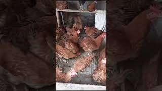 kenbro chicken read for market [upl. by Oelak]