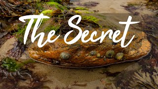 CRACKING THE CODE How a POLARISER Unveils The SECRETS Of Rock Pools [upl. by Strickler984]