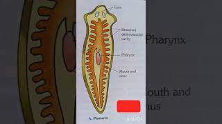 PlanariaFlatworm structure of planaria diagram of planariabiology science diagram [upl. by Welford]