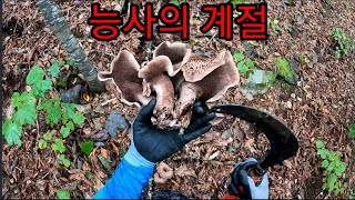 인류 최고의 천연소화제 능이전쟁The First Natural Digestants in Mankinds History are at their Peak [upl. by Cahan465]