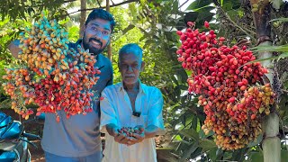 ഹംസാക്കാന്റെ വീട്ടിലെ അടക്ക 😳 ഇതാണോ മലേഷ്യൻ അടക്ക  Adakka krishi [upl. by Ayra]