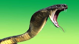 পৃথিবীর সবচেয়ে বিষাক্ত ৫ টি সাপ ।Top 5 venomous snakes in the world [upl. by Aissila]