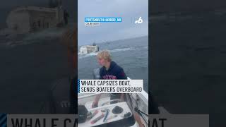 Dramatic video shows whale capsizing boat sending boaters overboard [upl. by Elimaj]