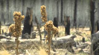 Crown Fires and Greenhouse Gases  Inside NAU [upl. by Allix660]