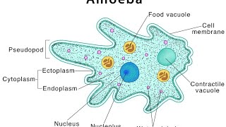 protists part3 mastigophorasarcodinasporozoansciliatestypes of binary fissionconjugationkvs [upl. by Debor]