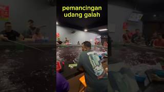 pemancingan udang galah di dalam ruangan shortvideo [upl. by Hugues933]