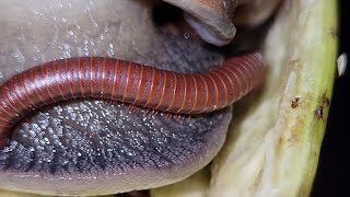 Snails and centipedes entangle each other  the life of all things snail shotsvideo [upl. by Kreindler]