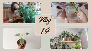 Vlog 14  Plantes en PLS pot greenfinity bouturage rempotages de fougères entretien des plantes [upl. by Udela]