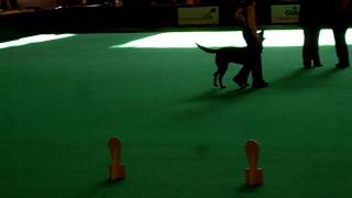 Crufts 2010 World Cup Obedience  Labrador Retriever [upl. by Singband281]