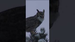 Sounds of Great Horned Owl  Bubo virginianus Sounds shorts [upl. by Nnylasor883]