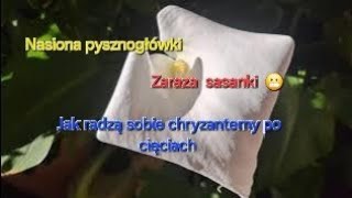 Ogrodowe kolory i zbiory nasion Chryzantemy z odzysku [upl. by Yddub]