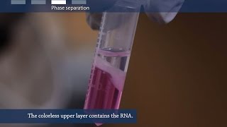 How to isolate RNA from tissue or cells [upl. by Elodea896]