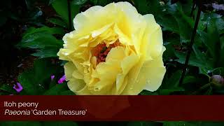 Planting bare root peonies in Minnesota [upl. by Bonacci]