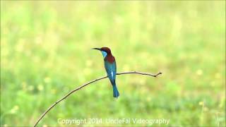 Bluethroated Beeeater calling [upl. by Koy303]