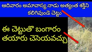 ఈ చెట్టు తొ బంగారం తయారు చెయ్యవచ్చు rasavadam in telugu  rasa vadam [upl. by Post]