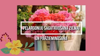 Pelargoniju sagatavošana ziemai amp pārziemināšana [upl. by Nojid41]