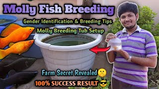 Molly Fish Breeding in Tamil  தமிழ்  Wonder Aqua Garden [upl. by Carlota249]