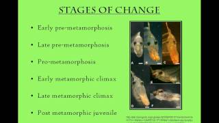 Flatfish metamorphosis and early life history [upl. by Lytle]