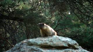 Yellowbellied Marmot Whistle Pigs  Calling [upl. by Schlenger691]