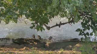 Signs of Fall in NYC Inwood Hill Park Manhattan NY [upl. by Annaegroeg]