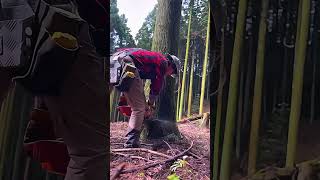 He cut down the tree in less than a minute treecutting wood [upl. by Essex]